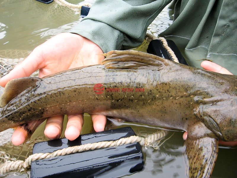 Top 7 món ngon từ cá Lăng Top 7 món ngon từ cá lăng