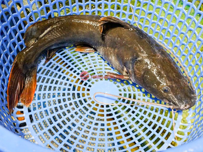 Top 7 món ngon từ cá Lăng Top 7 món ngon từ cá lăng