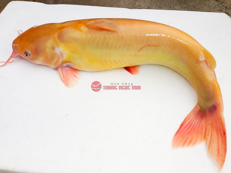 Top 7 món ngon từ cá Lăng Top 7 món ngon từ cá lăng