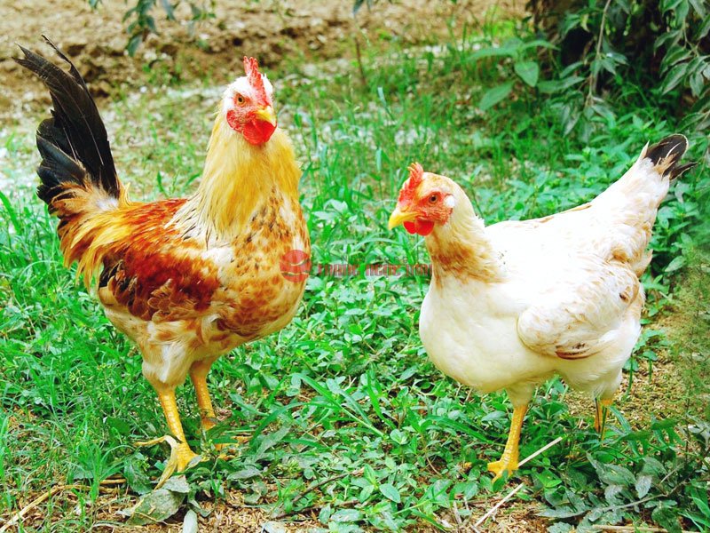 Gà hấp mắm nhĩ ngon chuẩn vị