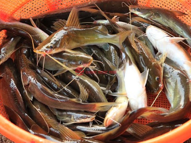 Top 7 món ngon từ cá Lăng Top 7 món ngon từ cá lăng